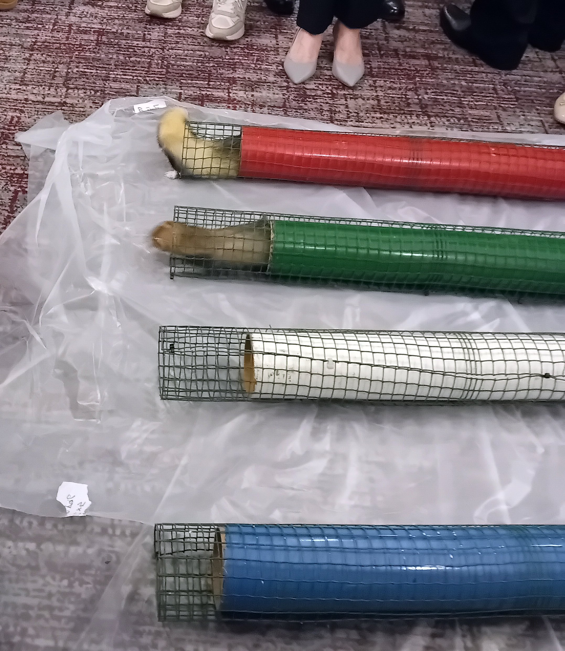 Ferret racing fun boosts charity coffers - Around Wellington