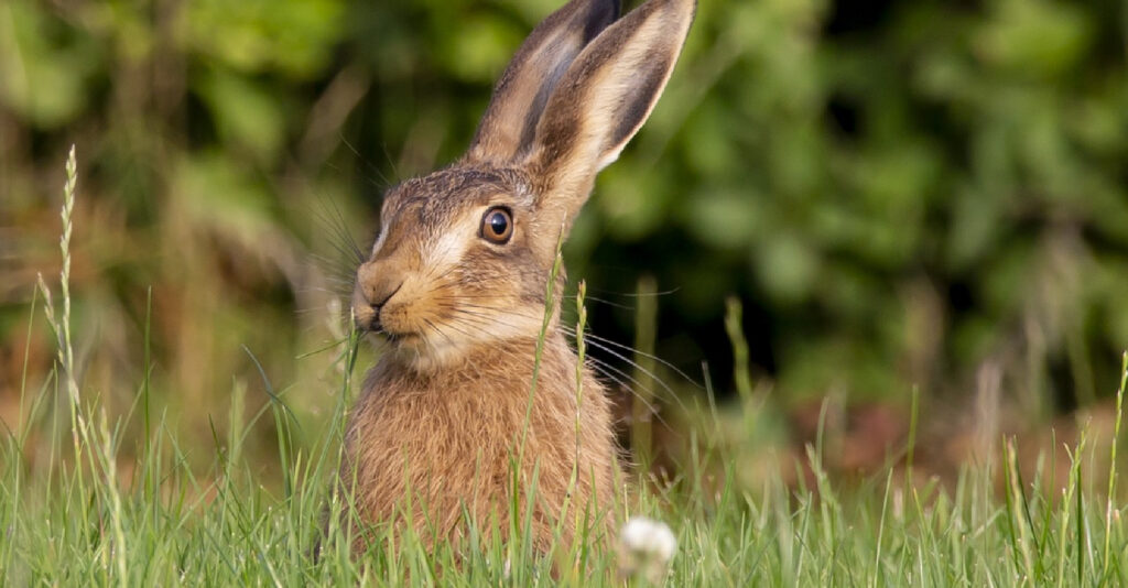 Community fund to help nature recover
